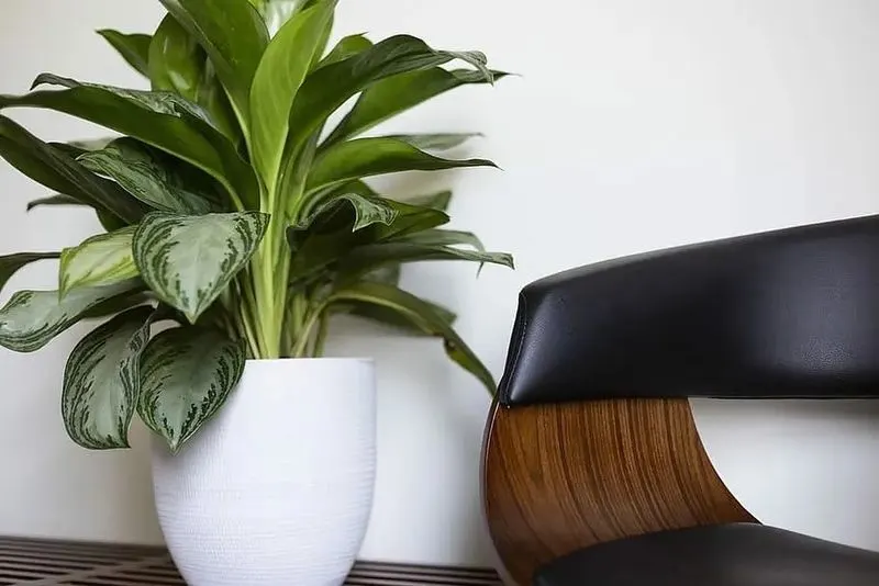 Chinese Evergreen