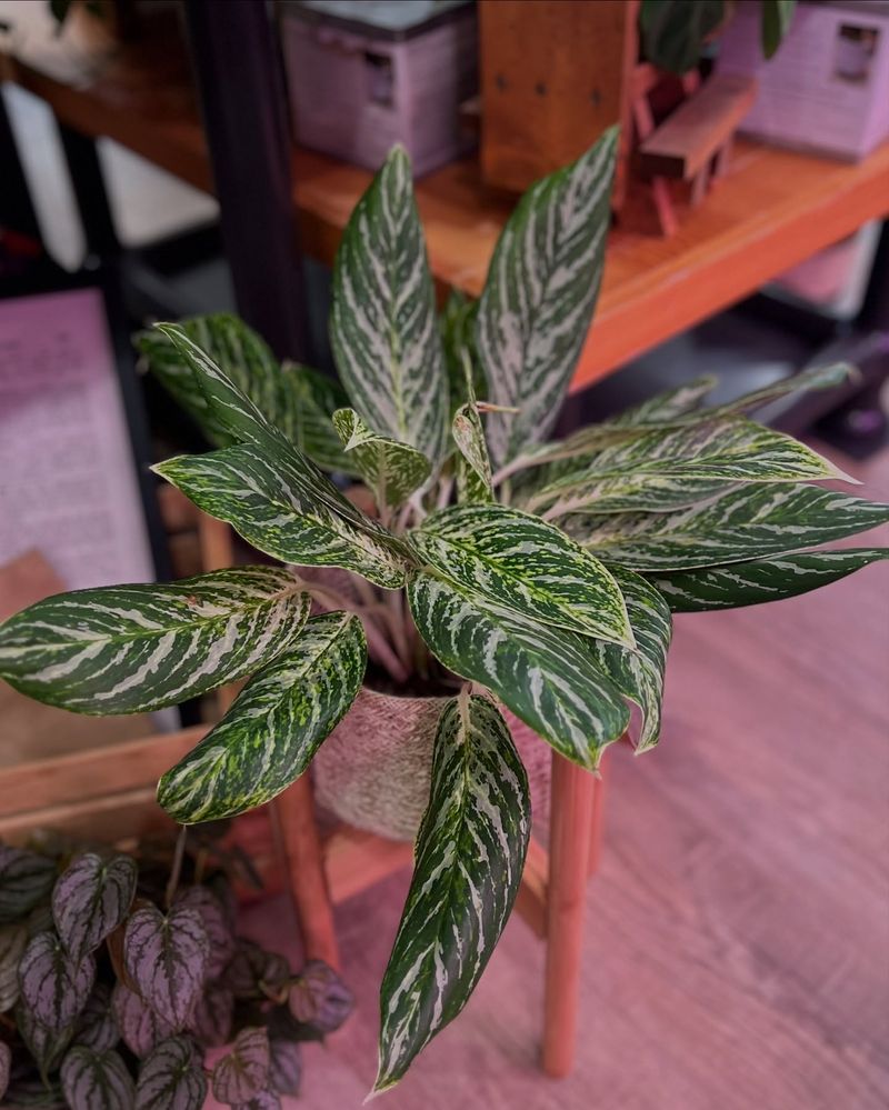 Chinese Evergreen (Aglaonema)