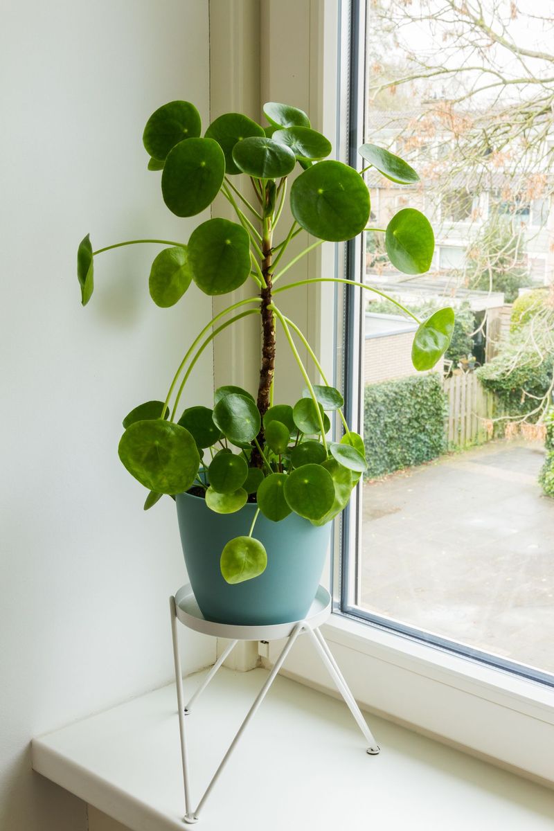 Chinese Money Plant