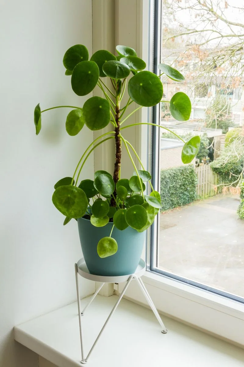 Chinese Money Plant