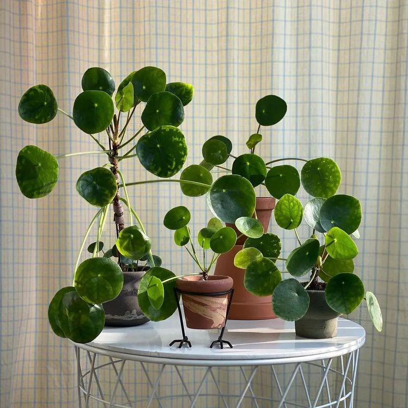 Chinese Money Plant
