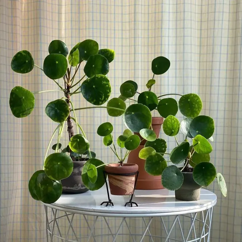 Chinese Money Plant