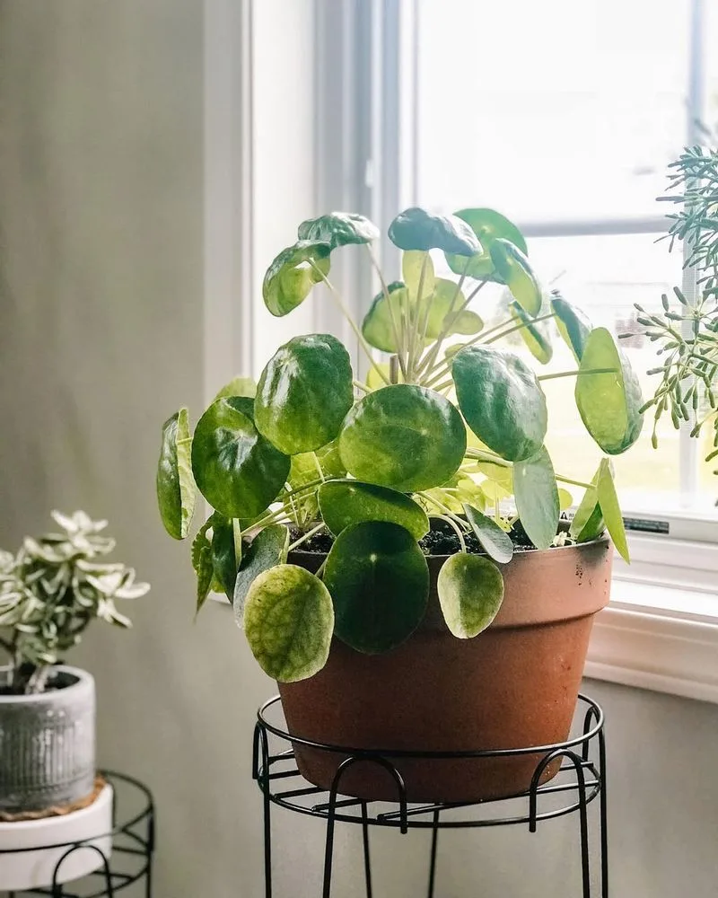 Chinese Money Plant