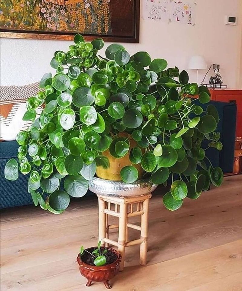 Chinese Money Plant