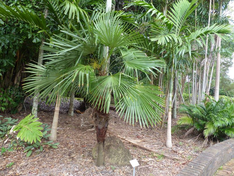 Chinese Windmill Palm