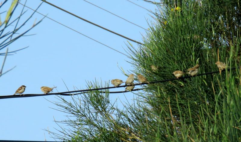 Chirping of Morning Birds