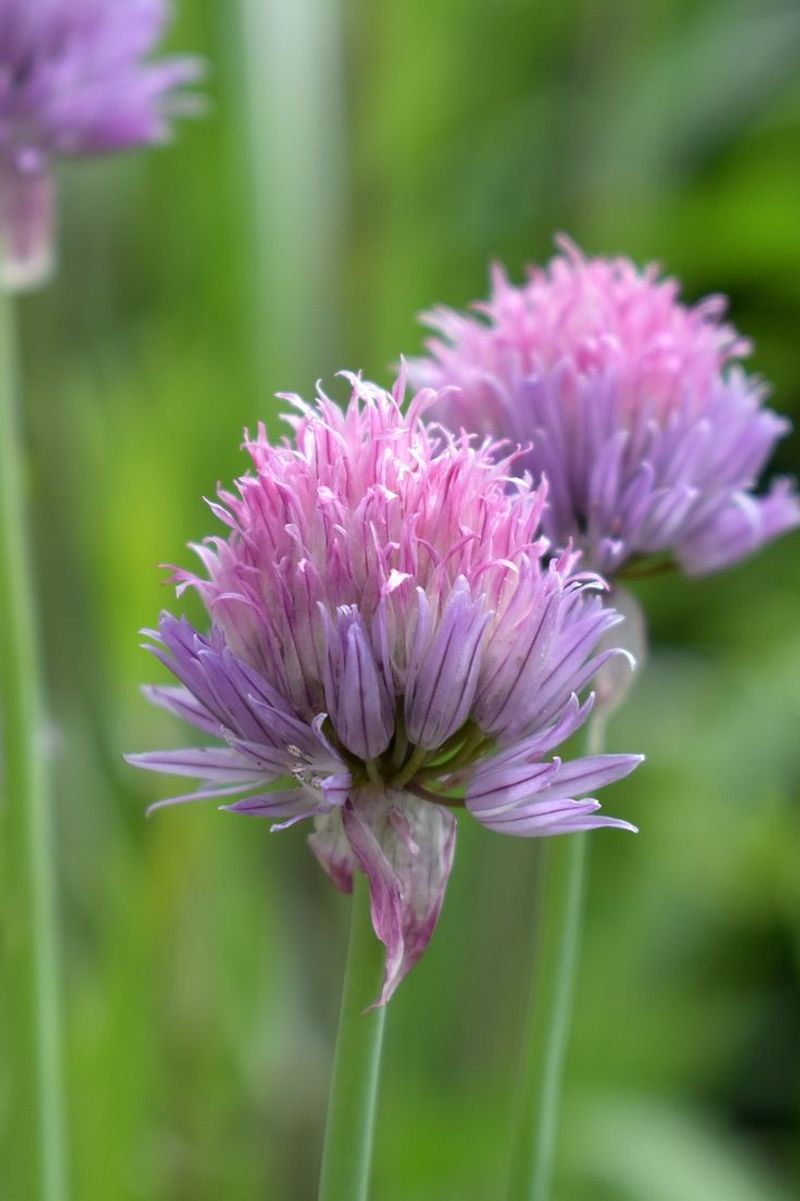 Chive Blossom