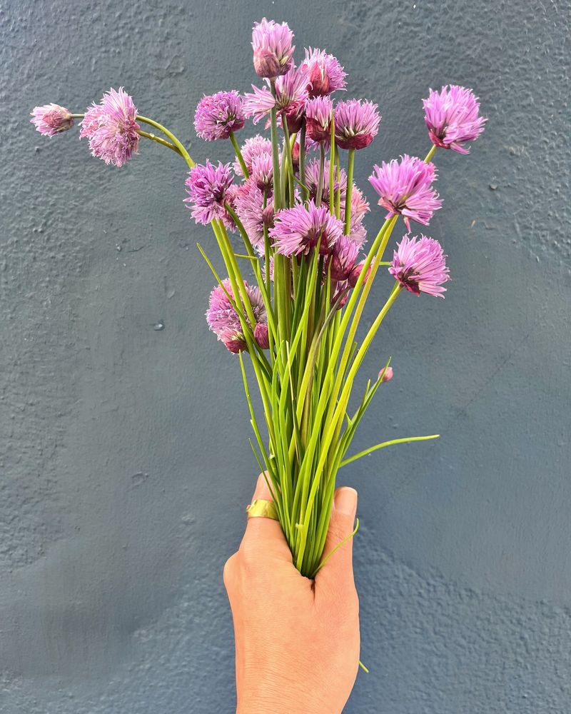 Chive Blossoms