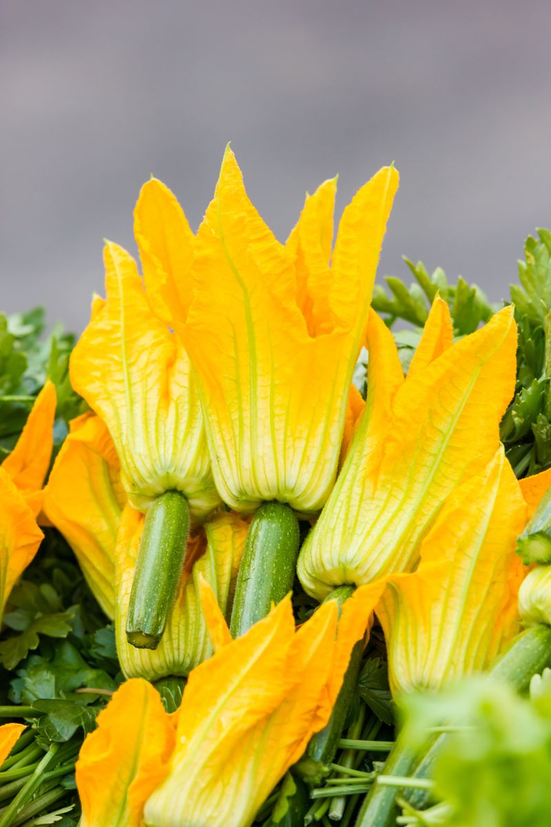 Squash Blossoms