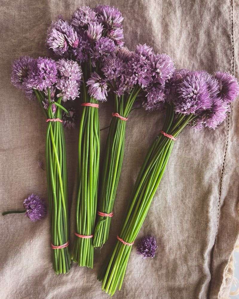 Chive Blossoms