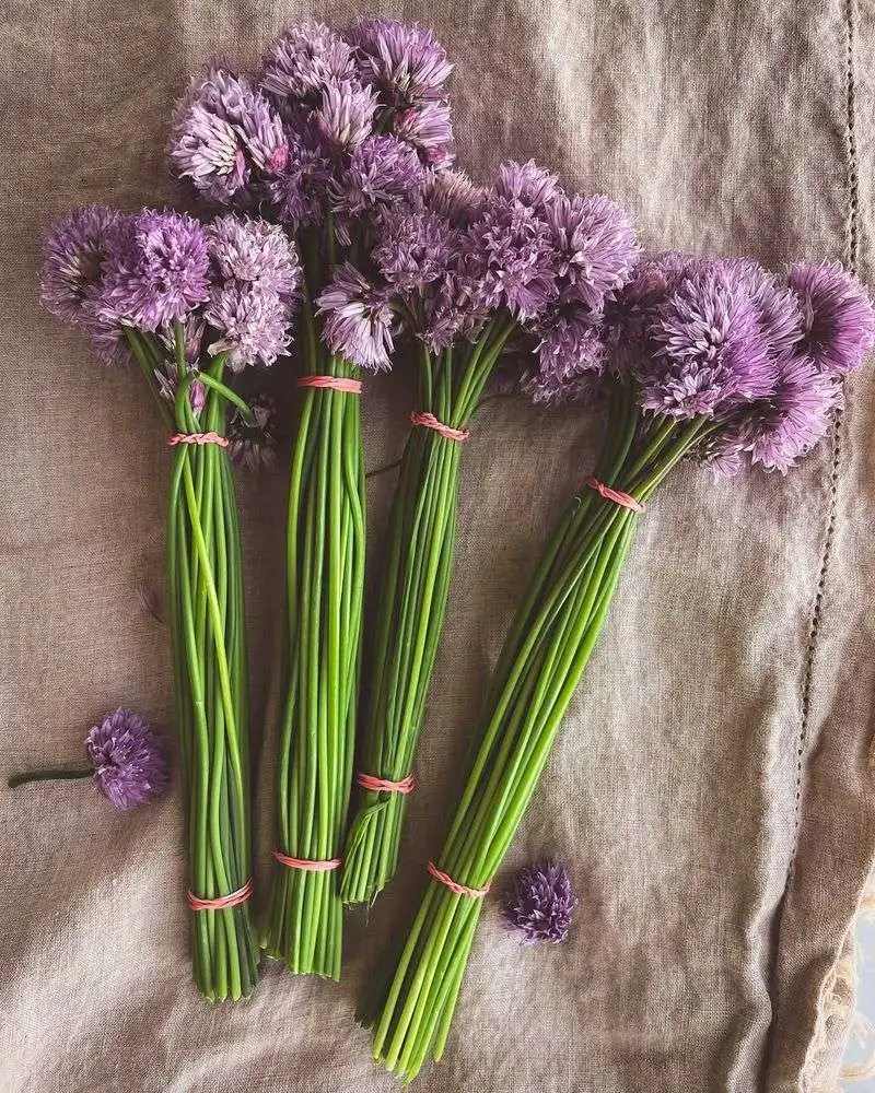 Chive Blossoms