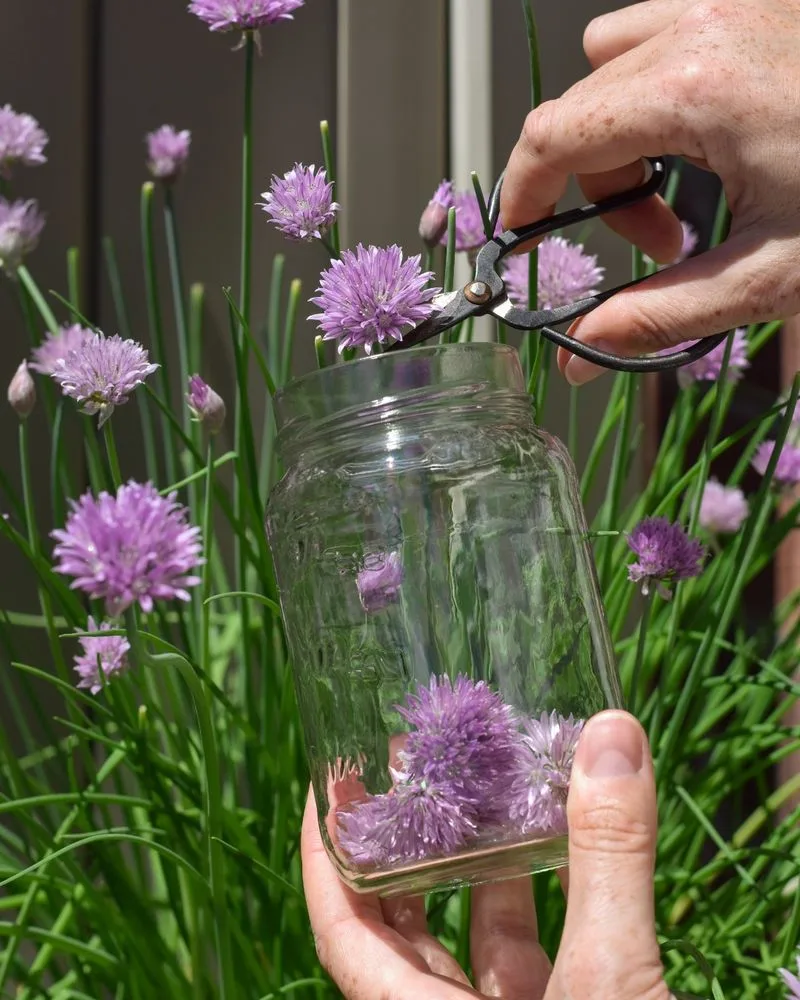 Chive Blossoms