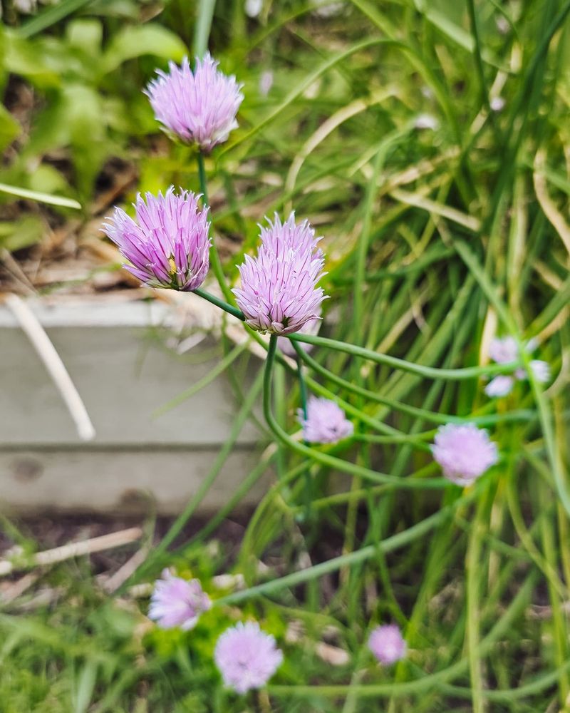 Chive Blossoms