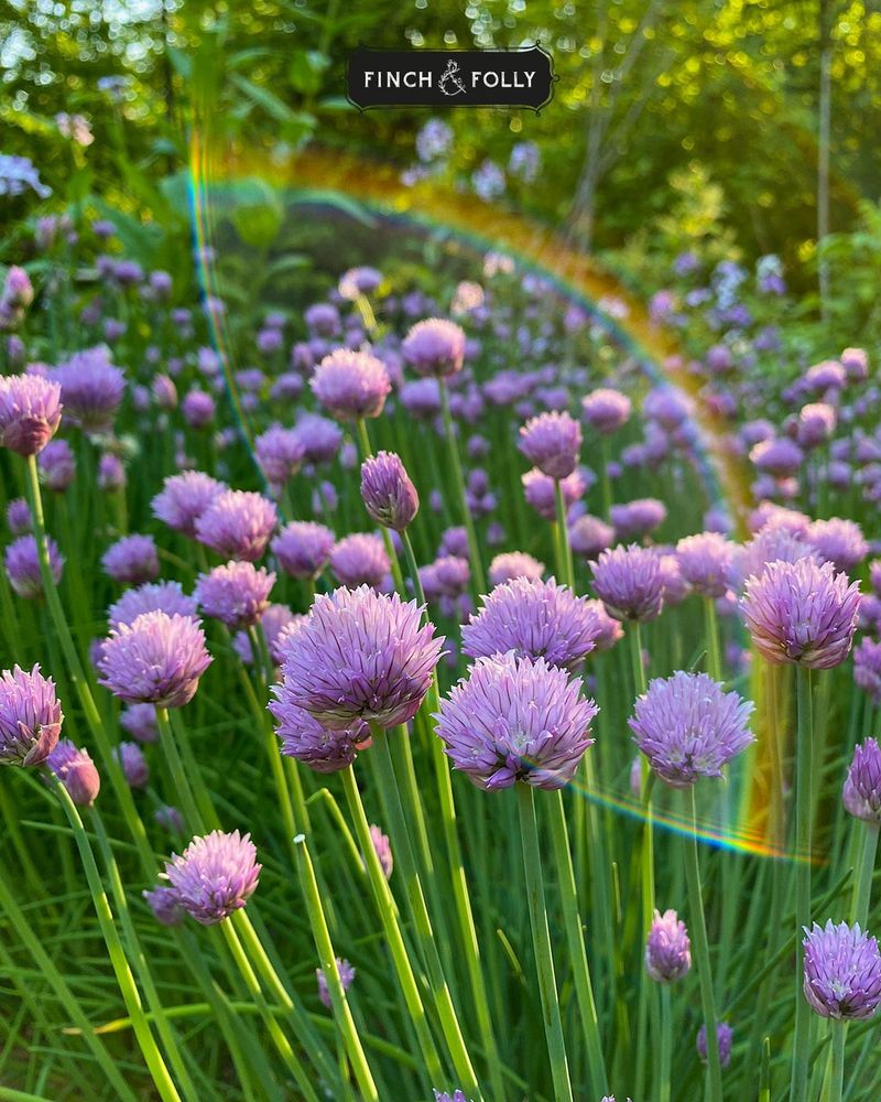 Chive