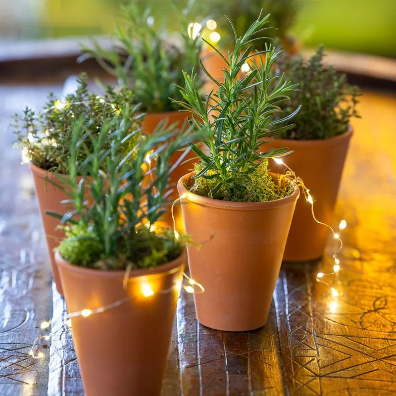 Rosemary