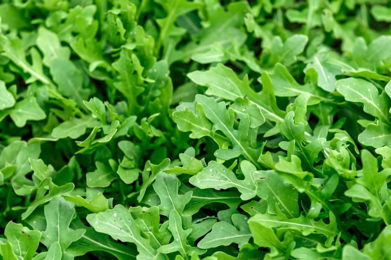 Arugula