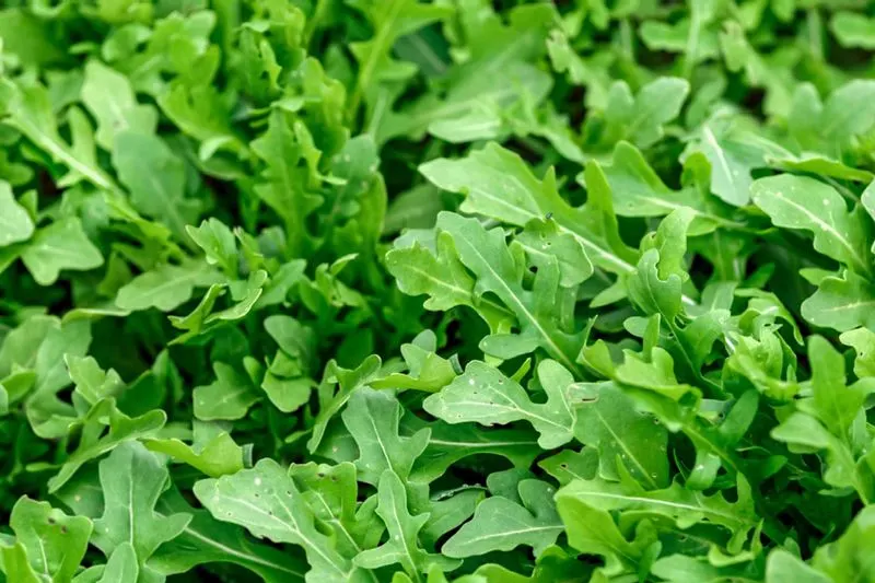 Arugula