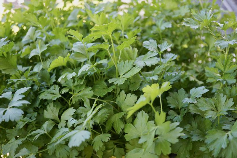 Parsley
