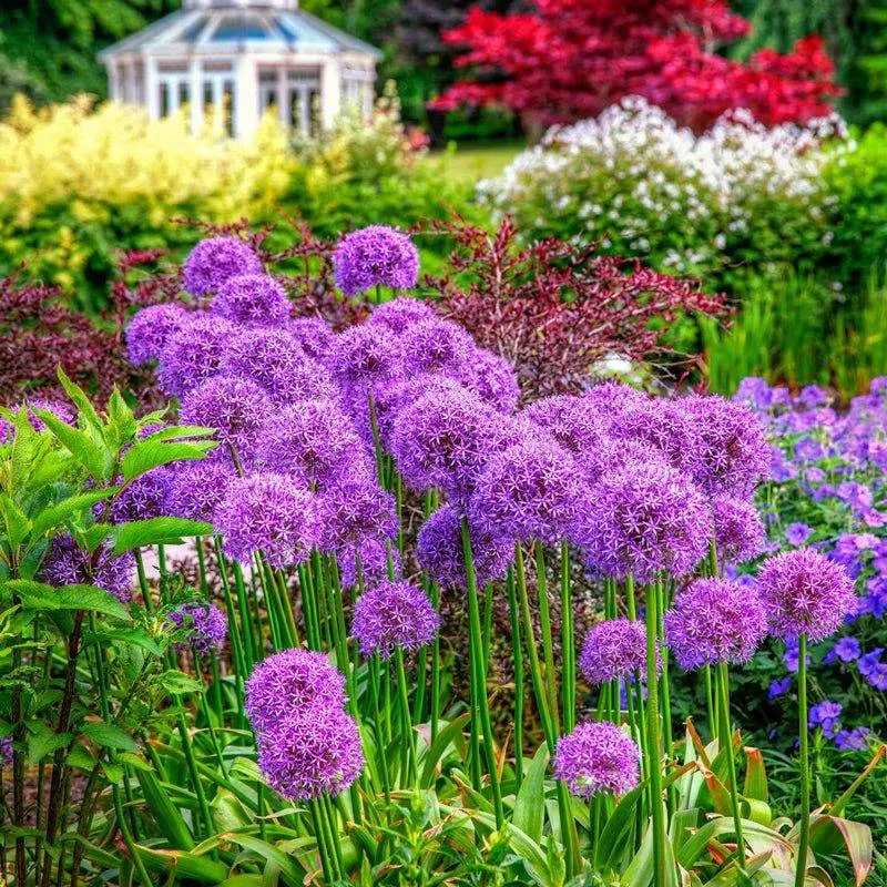 Allium