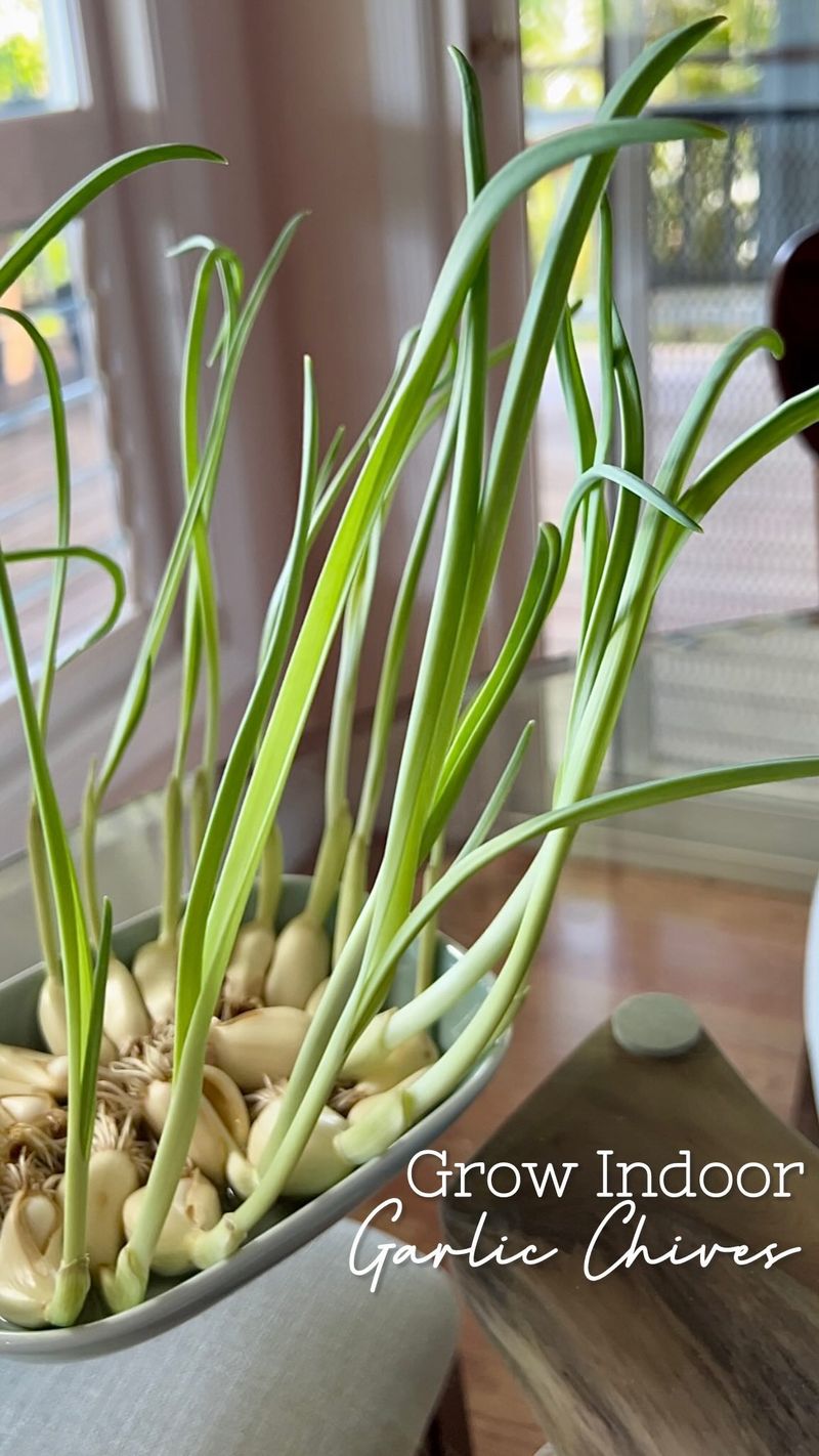 Chives