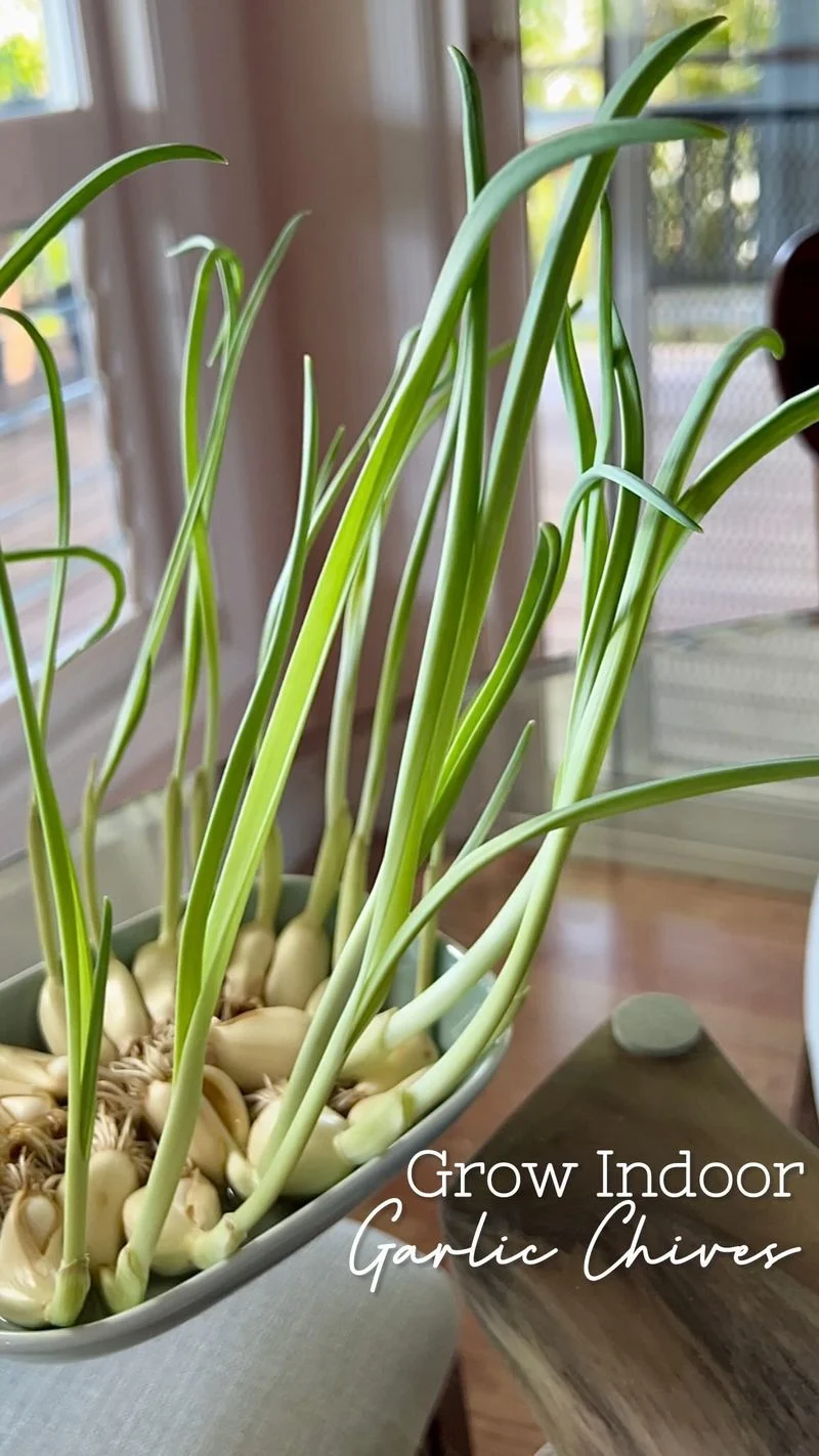 Chives