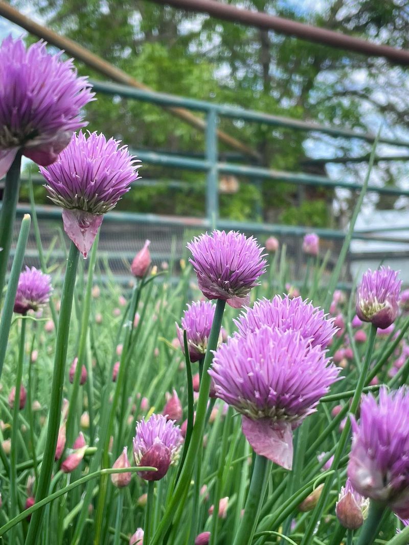 Chives