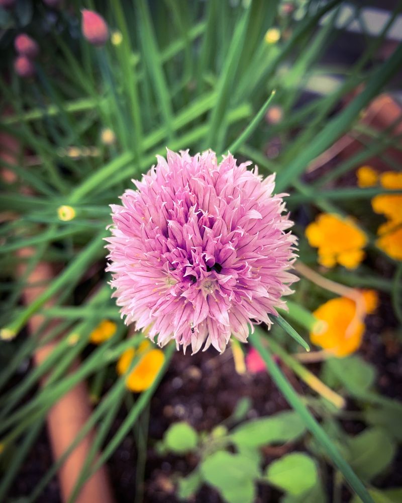 Chives