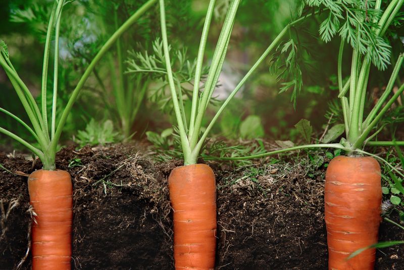 Carrots