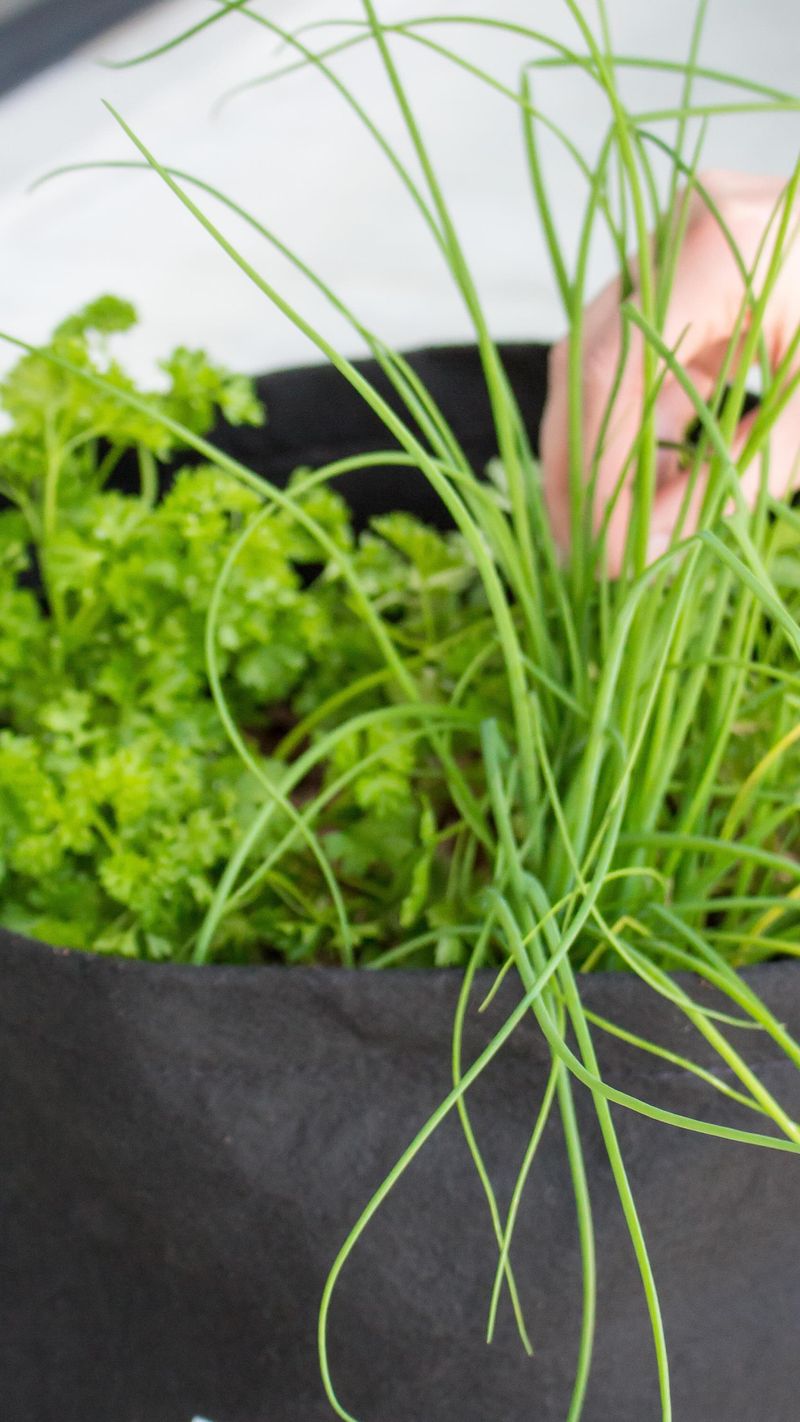 Chives