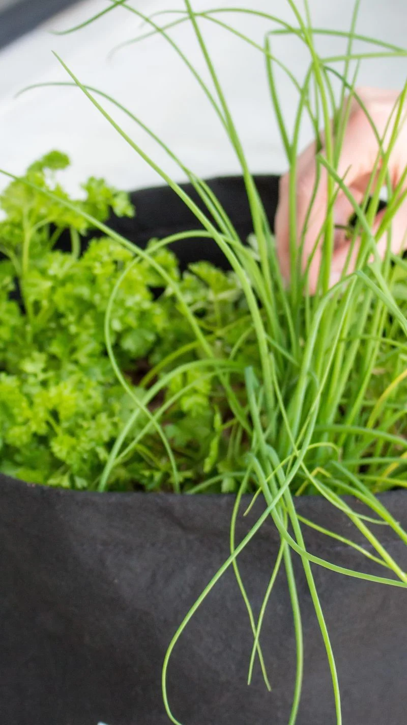 Chives
