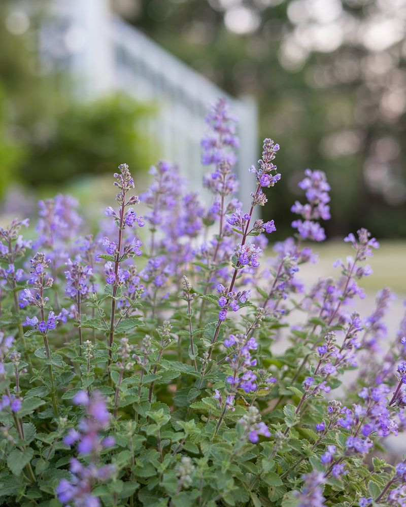 Catnip