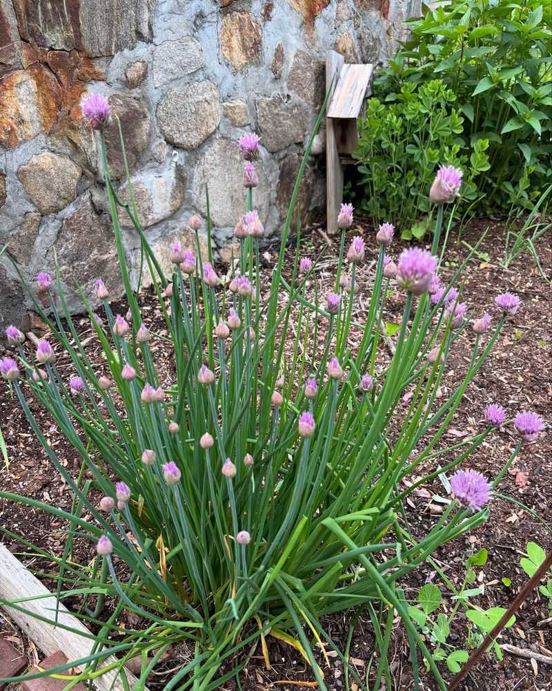 Chives