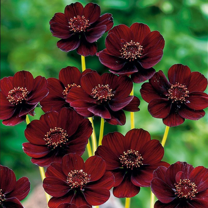 Chocolate Cosmos