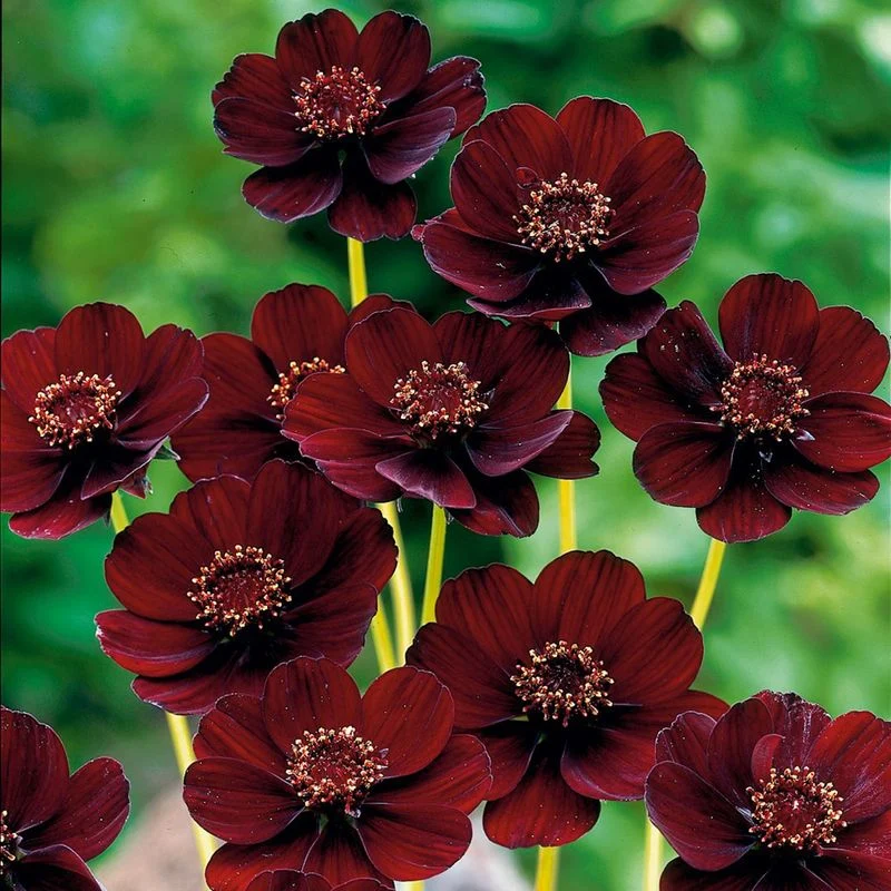 Chocolate Cosmos