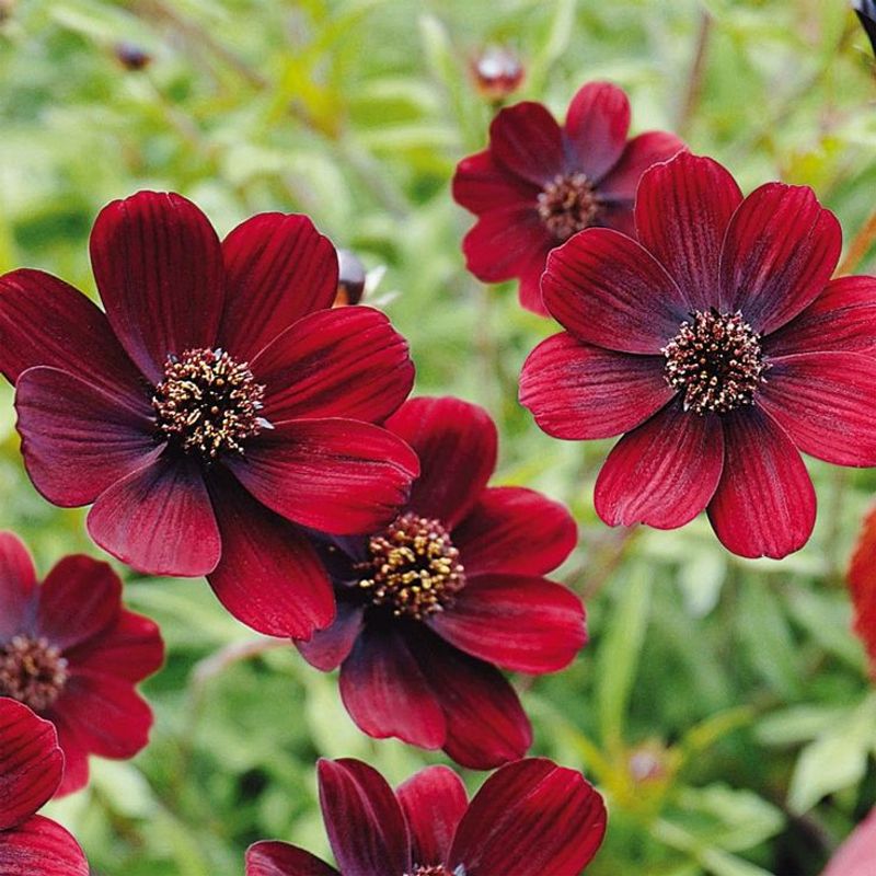 Chocolate Cosmos