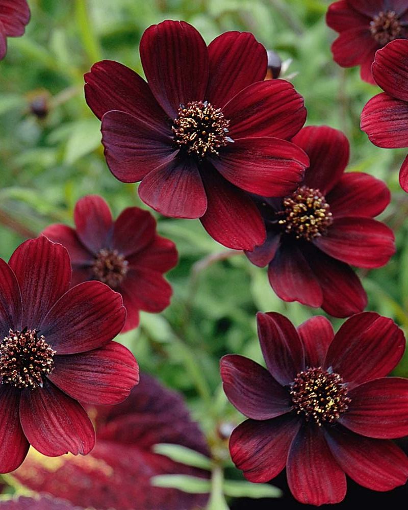 Chocolate Cosmos