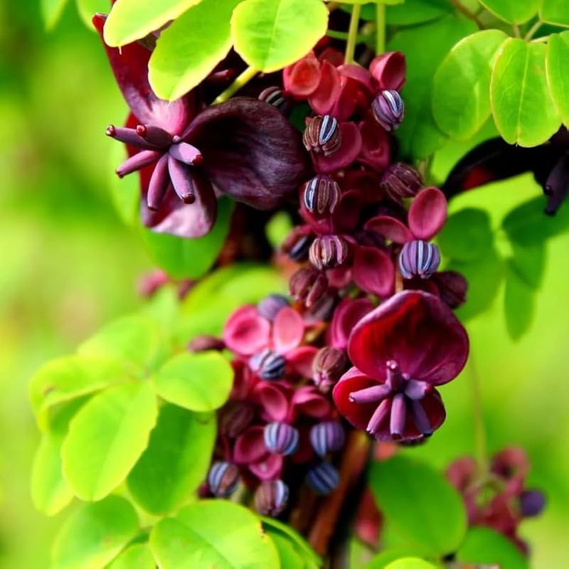 Chocolate Vine