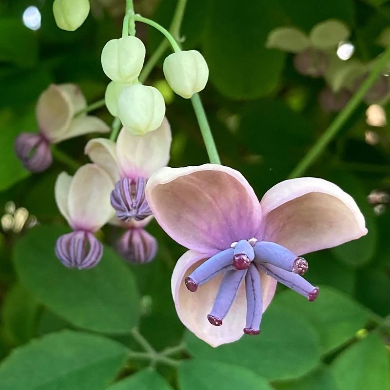Chocolate Vine