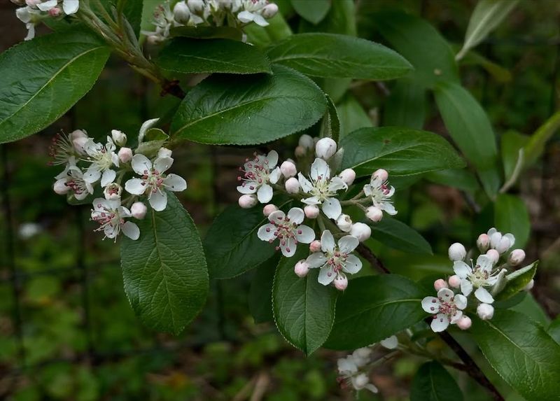 Chokeberries (Aronia)