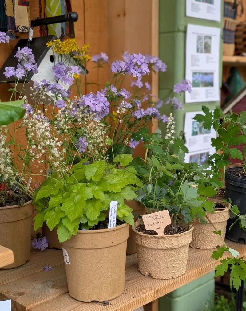 Choose Native Plants