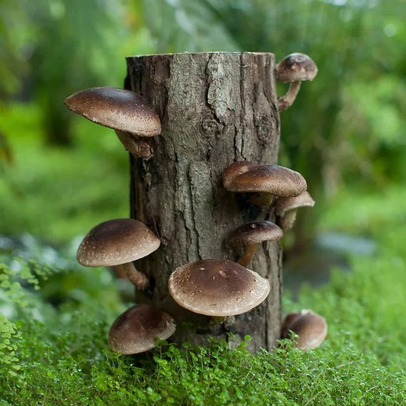 Choose the Right Mushroom Variety