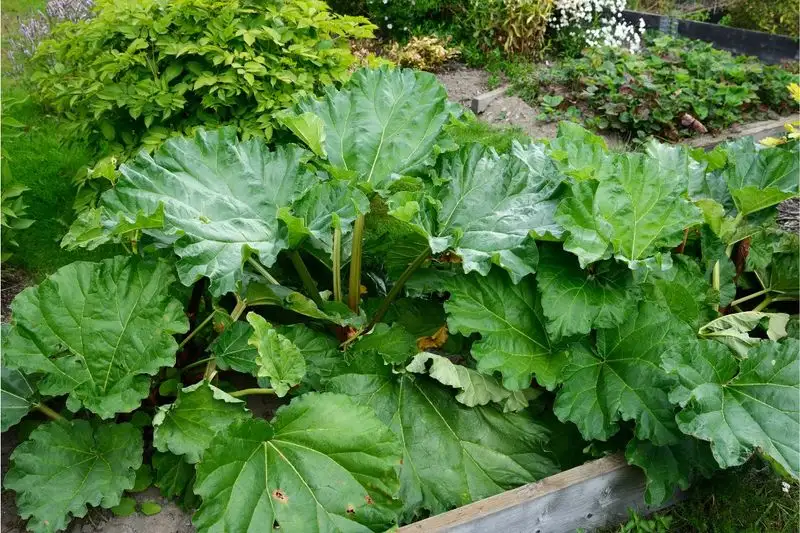 Perennial Vegetables