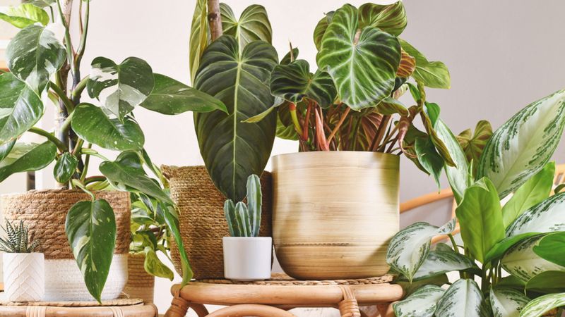 Choosing the Wrong Plant