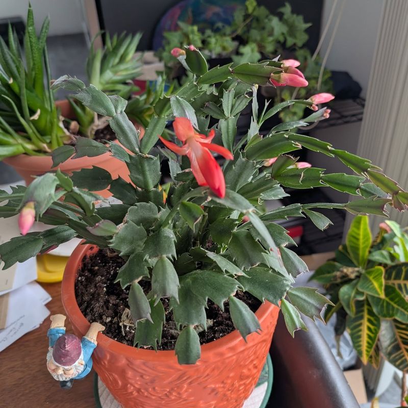 Christmas Cactus