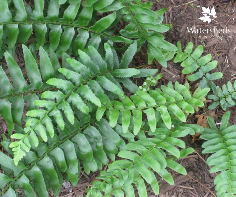 Christmas Fern