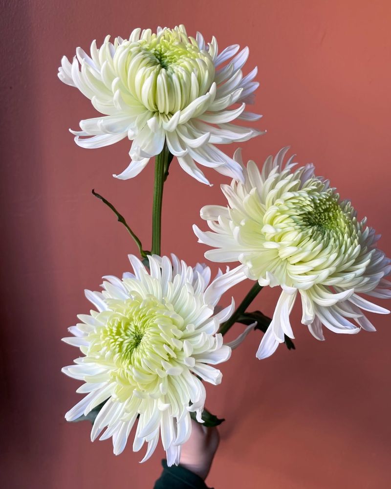 Chrysanthemum