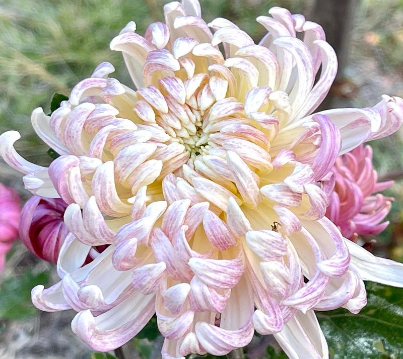 Chrysanthemum