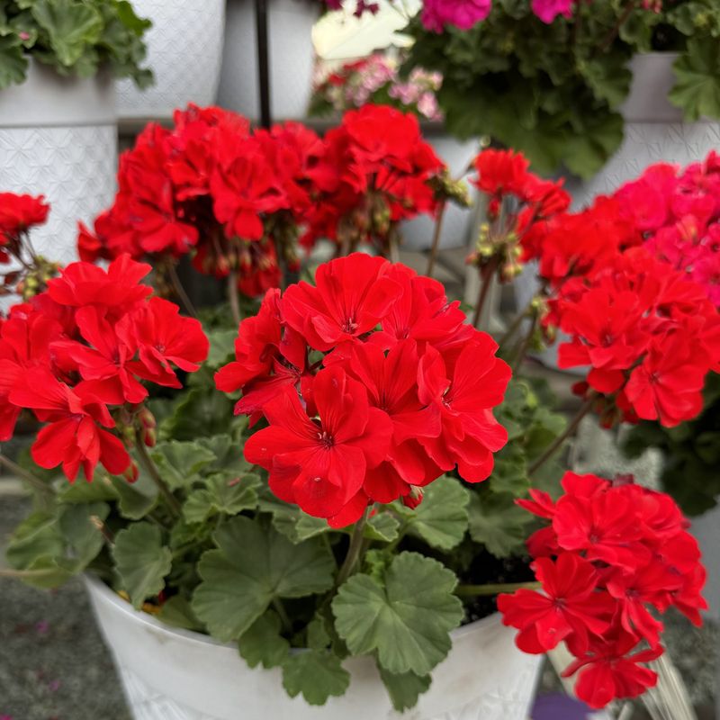 Geranium