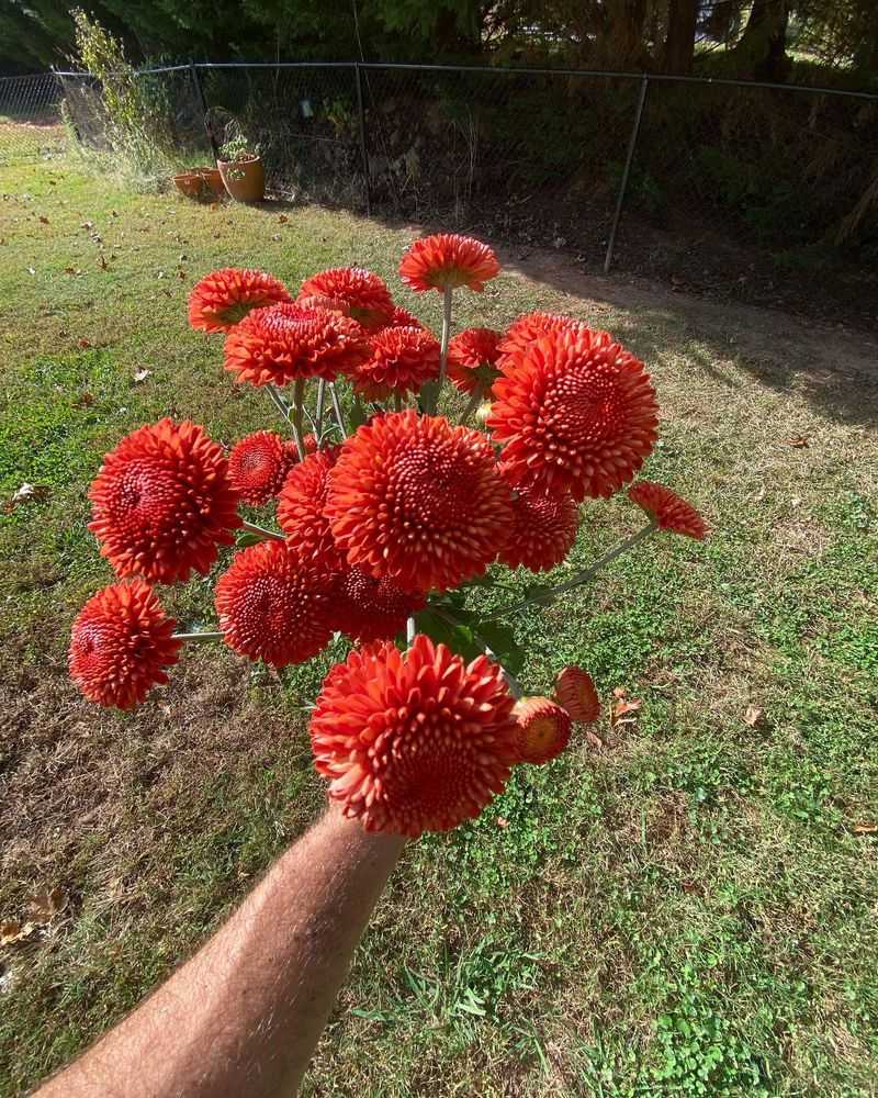 Chrysanthemum