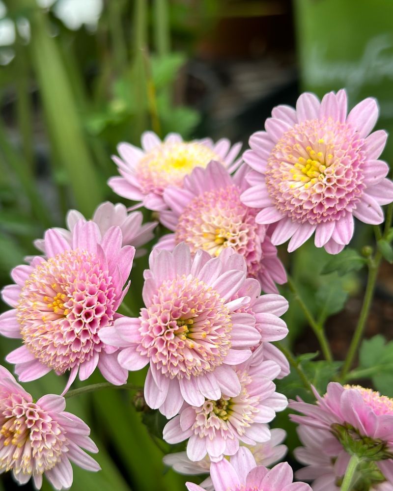 Chrysanthemum